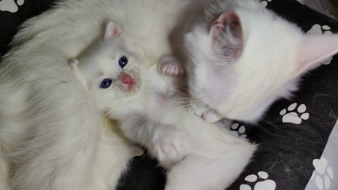 Мама-кошка и её белый котёнок. Мама-кошка всегда рядом. смотреть онлайн