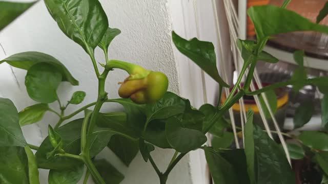 Перцы на балконе (21.08.2025)