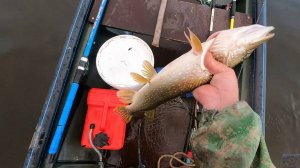 Обкатка нового спиннинга \ Щучий вечер \ 16.08.2025