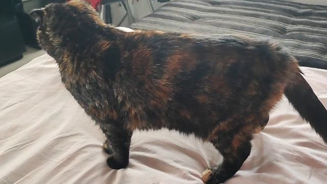 Утренняя драка-кусака 🐱😸 смотреть онлайн