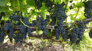 Регент сорт технического винограда  немецкой селекции с очень хорошим вкусовые букетом.