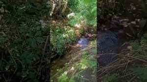 Звон храма Александра Невского в деревне Боково-Платово (Донбасс)