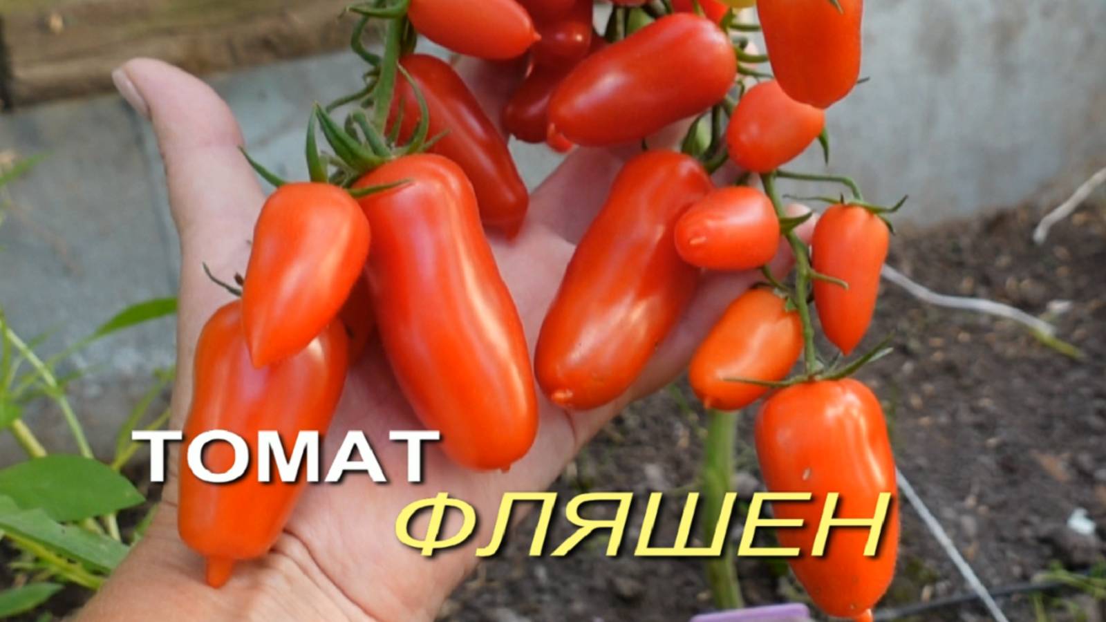 Томат ФЛЯШЕН. Обзор сортов ТОМАТОВ! смотреть онлайн