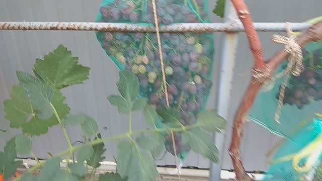 Что сейчас в нашем саду. Я возвращаюсь на канал! смотреть онлайн