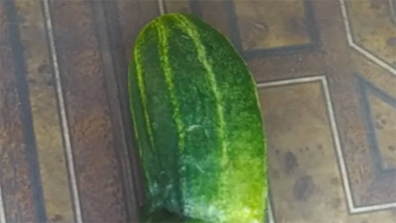 Поспел один огурец