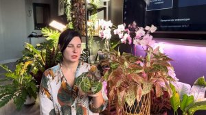 7 растений барометров: какого стоит добавить в коллекцию