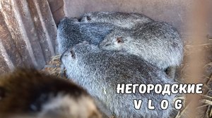 Августовские огородные новости. Утро НУТРИКОВ. 19.08.25