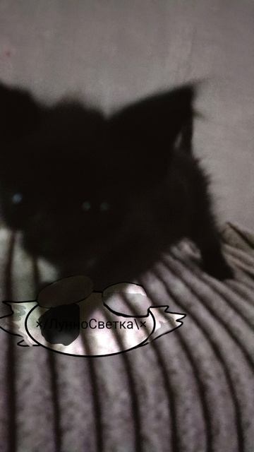 ,Моя кошечка)/×MoonLyght×\ смотреть онлайн
