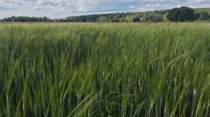 Шаман "Моя Россия"