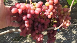 Виноградный ОБЗОР 2025 г!!!! часть 2