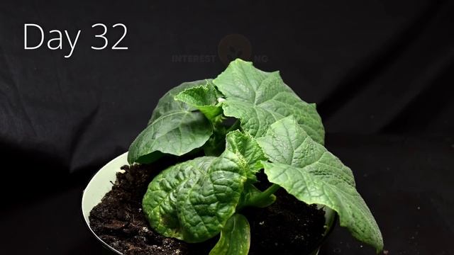 ЭВОЛЮЦИЯ РАСТЕНИЙ ЗА 8 ЛЕТ | Timelapse- компиляция