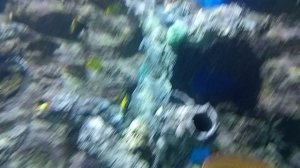 ВДНХ Москва.Москвариум. Океанариум один из крупнейших в Европе. Центр океанографии