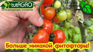 Фитофтора на помидорах: как я избавился от черной болезни томатов раз и навсегда!