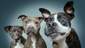 Смешные Собаки, Приколы про Собак, Смешные Животные, Смешные Видео