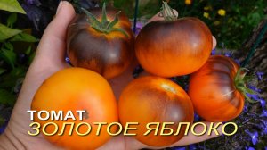 Томат ЗОЛОТОЕ ЯБЛОКО. Обзор сортов ТОМАТОВ!
