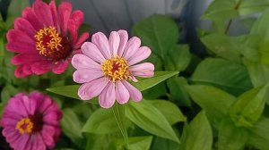 Цветочки!🙂