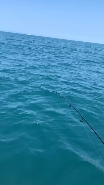 Это мерланг. смотреть онлайн