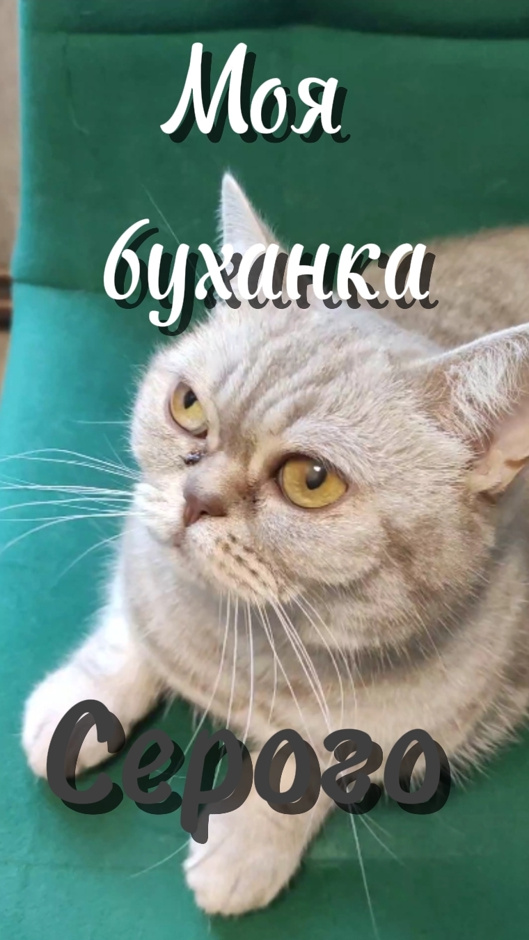 🐱 моя буханка Серого🐱