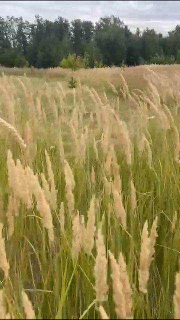 114654 смотреть онлайн