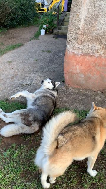 Скучали по их борьбе? #хаски #щенок #собака #домашниеживотные #БрюликиЛиска #dog смотреть онлайн