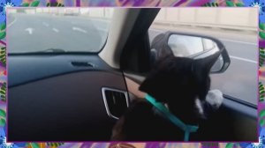 Едет кошка из деревни в Москву