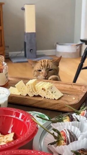 Ты не ты, когда голоден