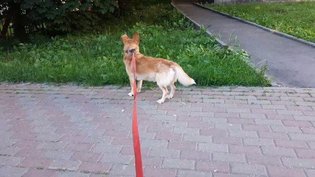 Лапчик-1 смотреть онлайн