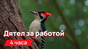 Звуки для соседей - звуки дятла с промежутками