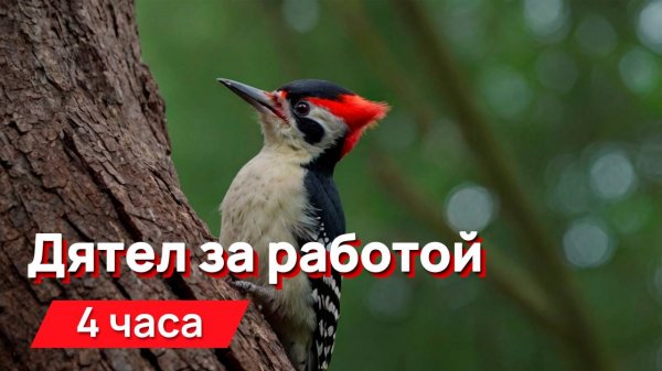 Звуки для соседей - звуки дятла с промежутками