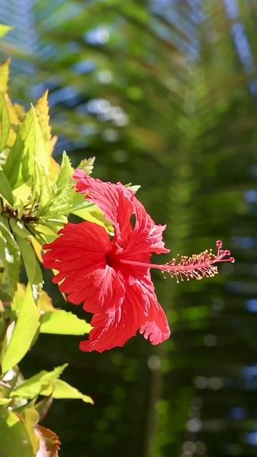 Обзор отеля на Мальдивах Outrigger Maldives 5*