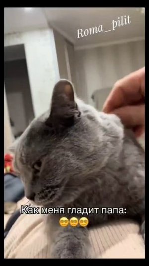#мама #папа #семья #кот #любовь #животные #жиза #смех