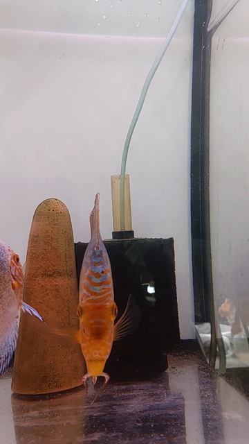 Странные родители - дискусы. смотреть онлайн