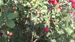 Собираю яблоки сорта ГОРНОАЛТАЙСКОЕ