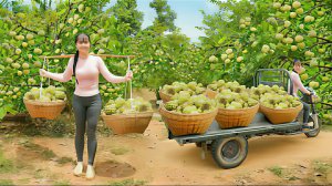 Сбор сахарных яблок для продажи их на рынке. Плантация сахарных яблок. Жизнь во Вьетнаме