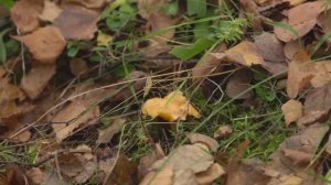 Царство грибов _ Лисички