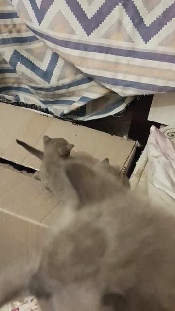 Котопадик малышни)