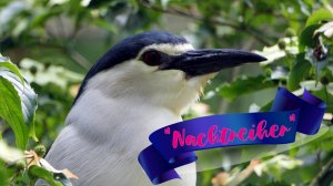😏 ОБЫКНОВЕННАЯ "КВАКВА! или /НОЧНАЯ ЦАПЛЯ/.💞 (Black-crowned night heron. Republica Dominicana)