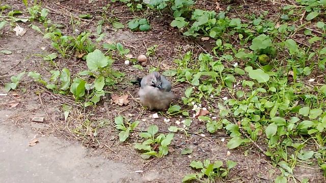 Голубая сойка - интересные факты об этих замечательных птицах.