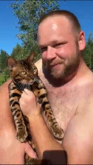 Бенгальский кот 😻