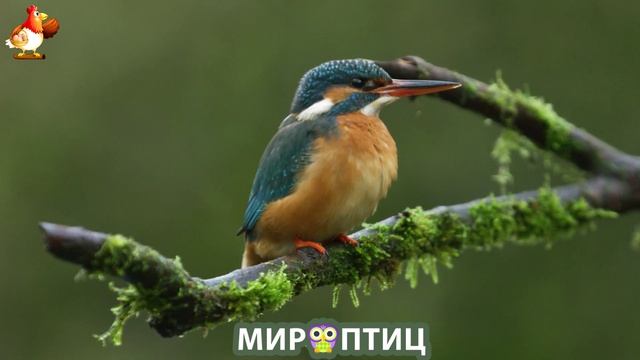 Мир птиц – красота и грация пернатых созданий Природы 🦩🦚🦜 Выпуск (406) 🦉🐦🐤 смотреть онлайн