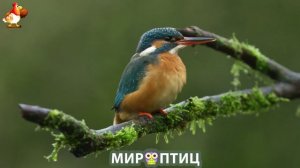 Мир птиц – красота и грация пернатых созданий Природы 🦩🦚🦜 Выпуск (406) 🦉🐦🐤