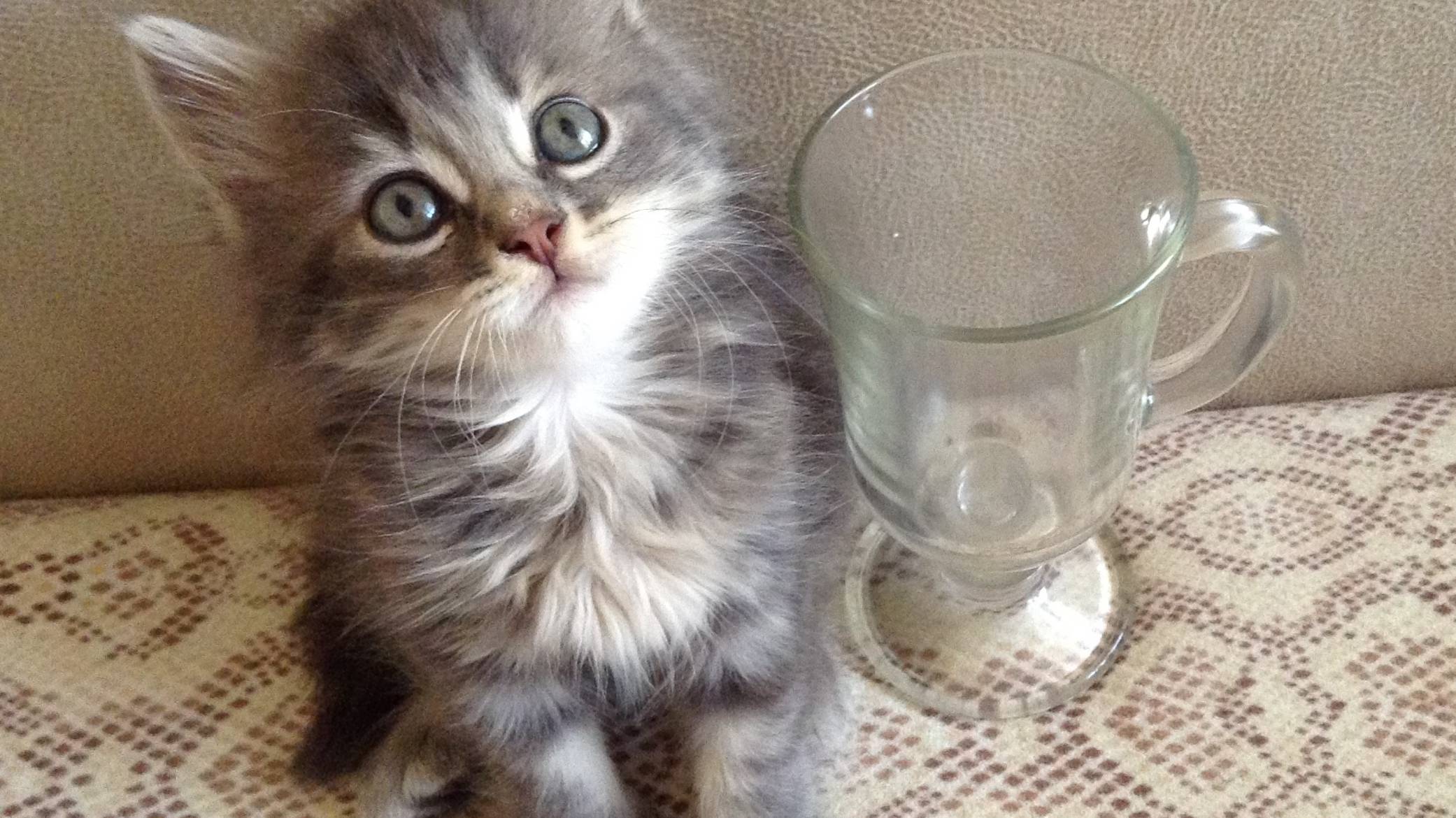 Касандра_1 смотреть онлайн