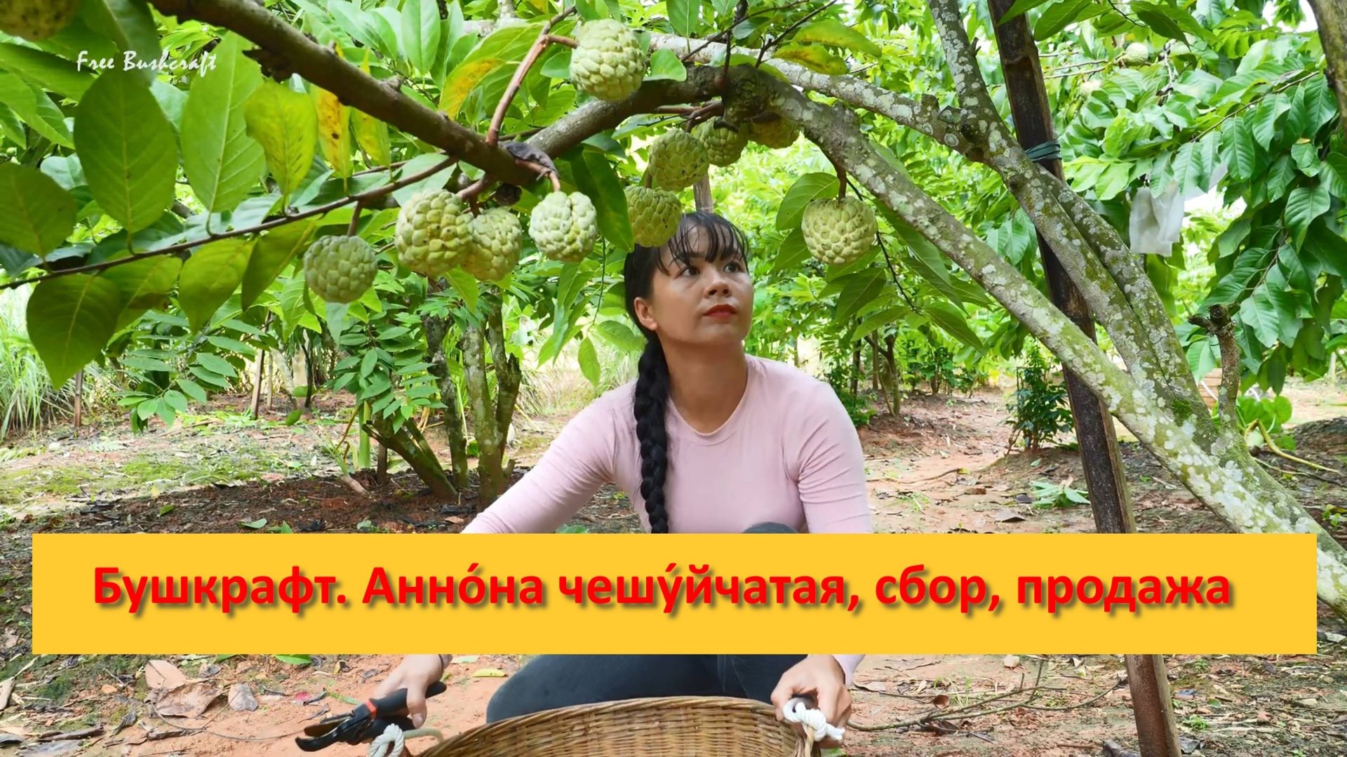 Ферма Бушкрафт в Пханге. Вьетнам. Анно́на чешу́йчатая, сбор, продажа смотреть онлайн