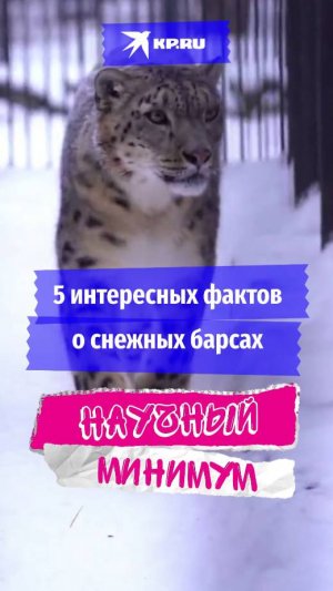 5 интересных фактов о снежных барсах