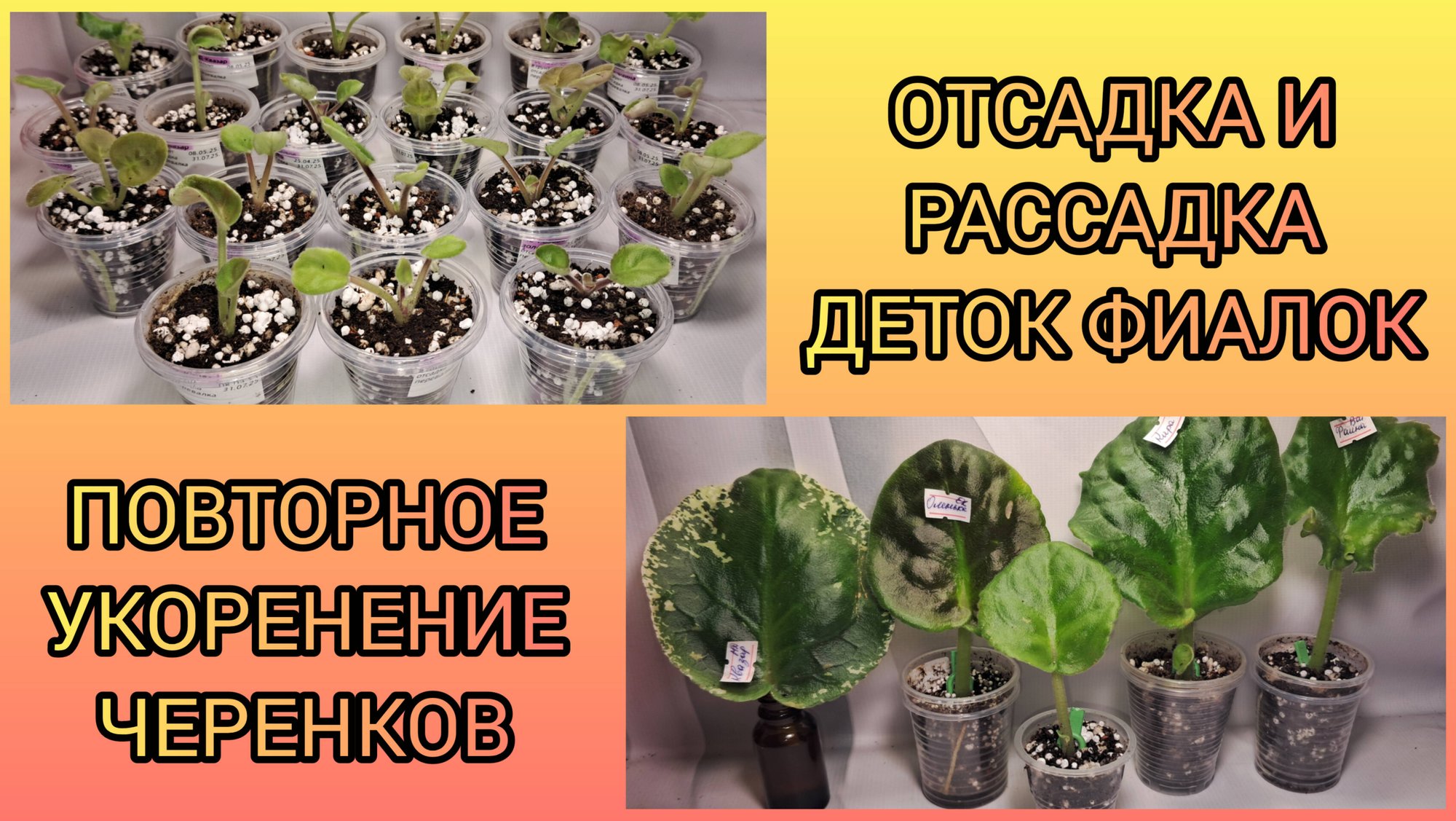 Отсадка и рассадка деток новеньких сортов. Повторное укоренение черенков. смотреть онлайн