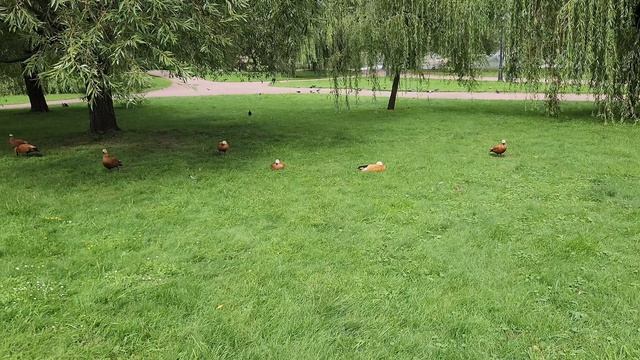 Царицыно 18 08 2025