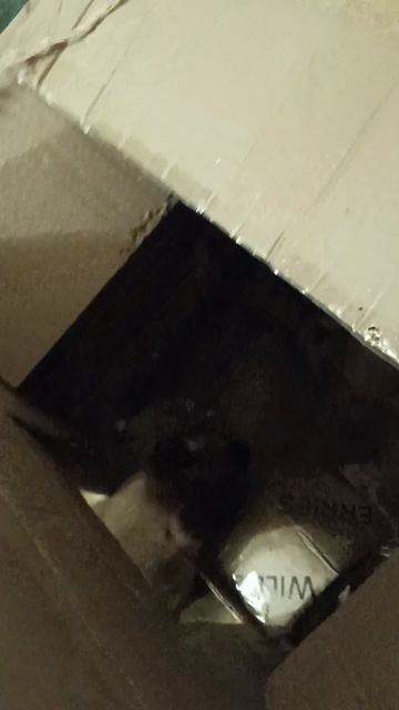 Вот почему ты такой толстый кот!) Разоблачение Сурика)