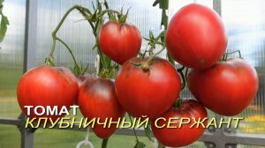Томат КЛУБНИЧНЫЙ СЕРЖАНТ. Обзор сортов ТОМАТОВ!