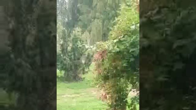 Травля от вано и тварей