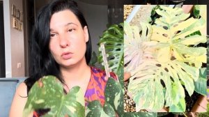 Мои монстеры: тайки, Бурле Маркс Флейм (БМФ), клоны